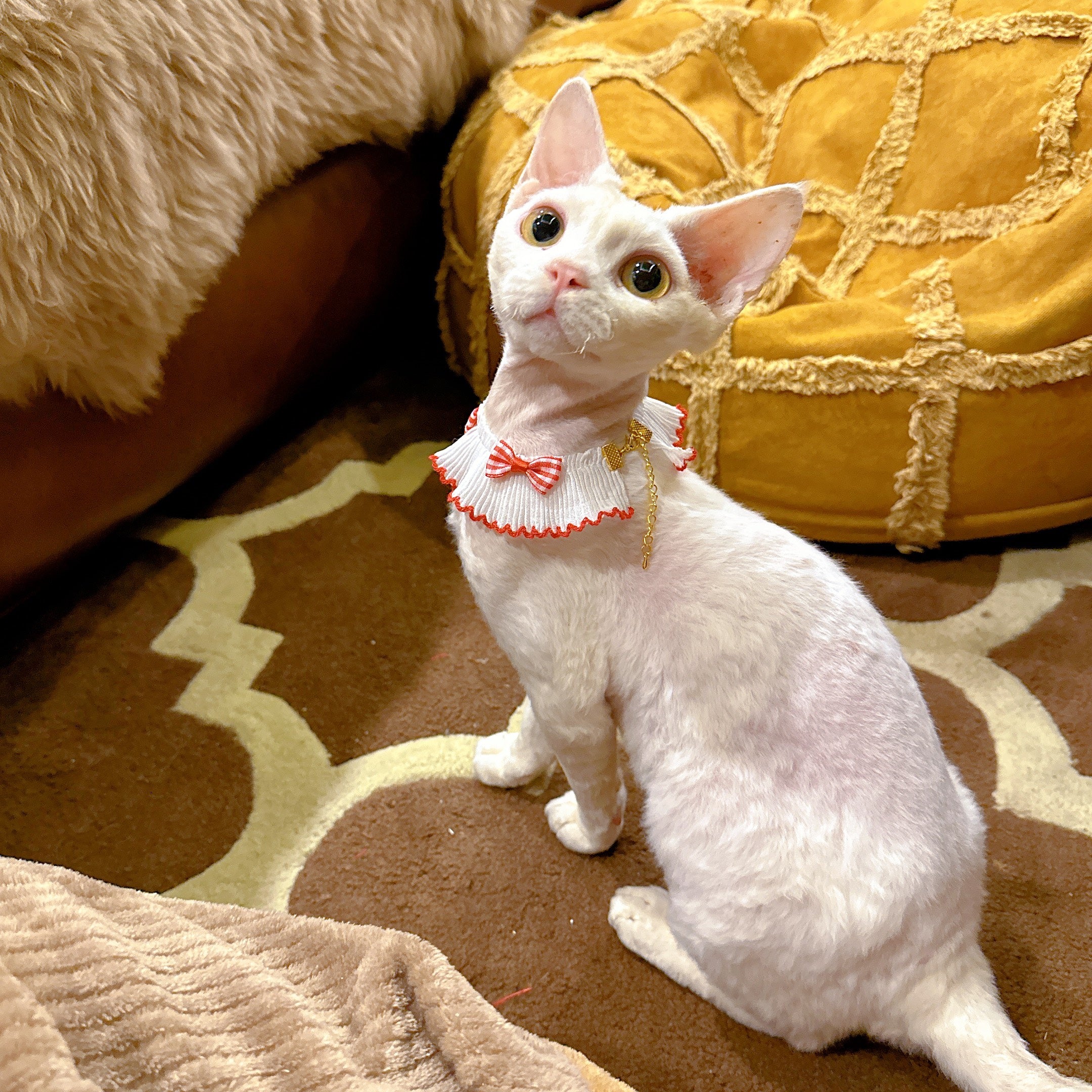 Summer Bow Cat Scarf Bib