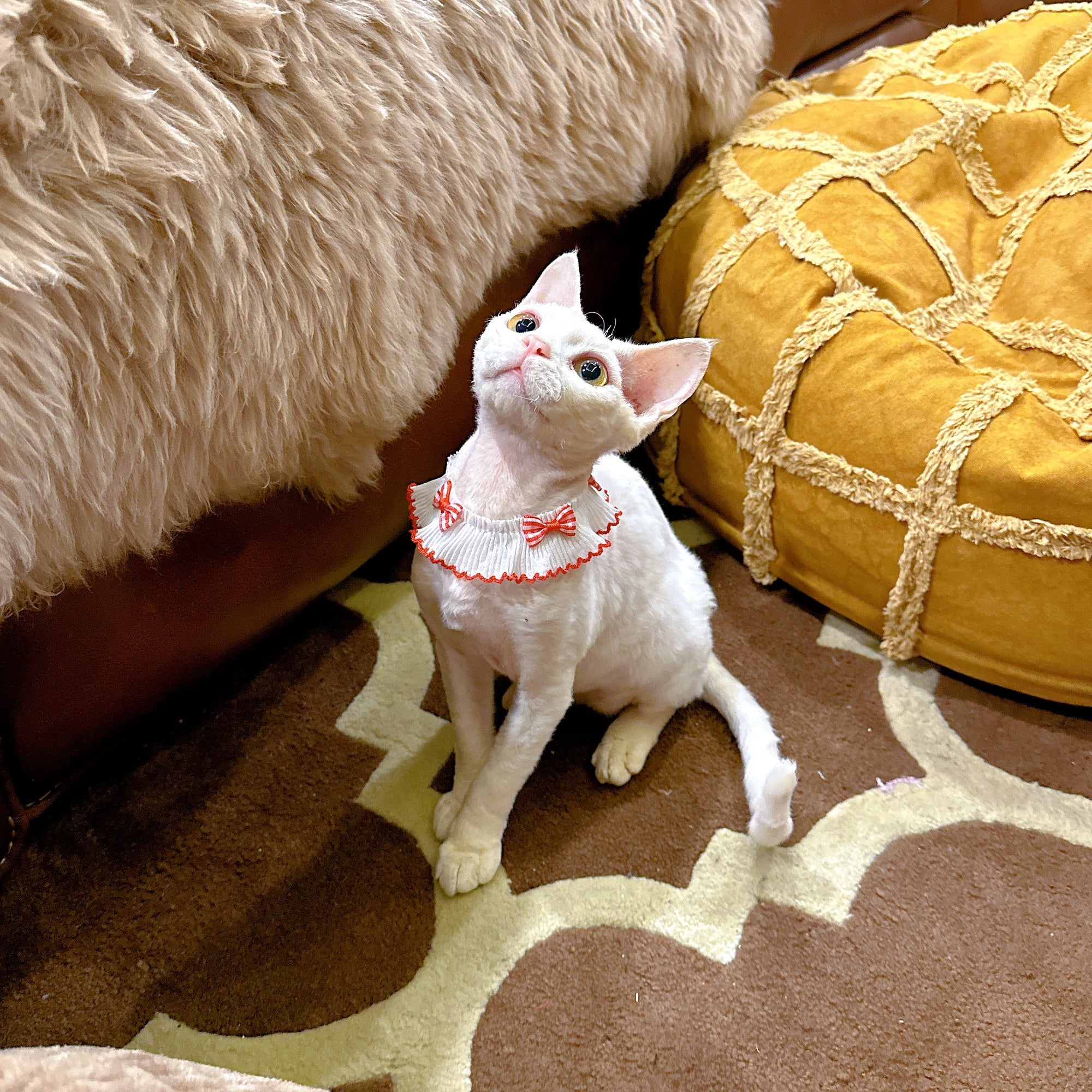 Summer Bow Cat Scarf Bib