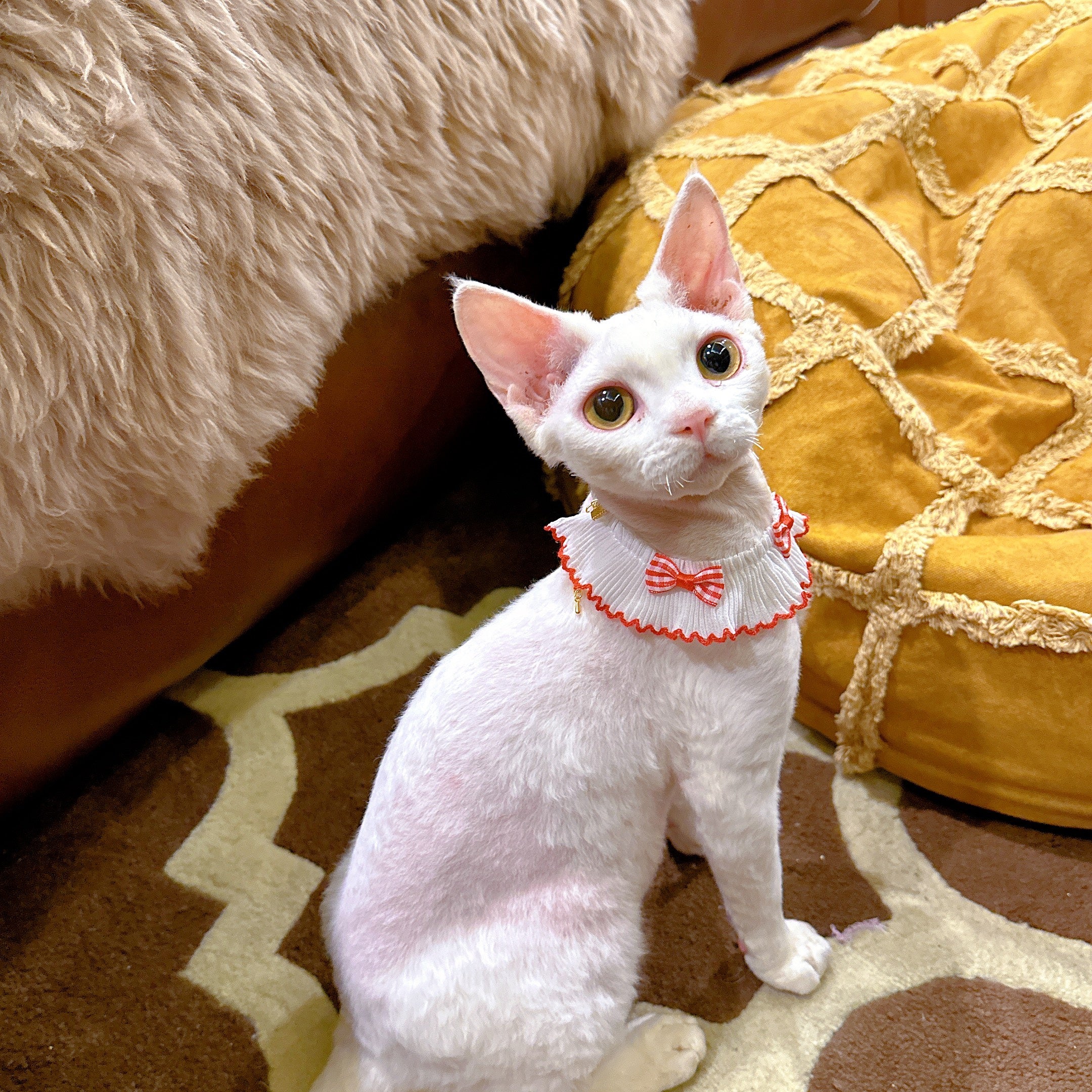 Summer Bow Cat Scarf Bib